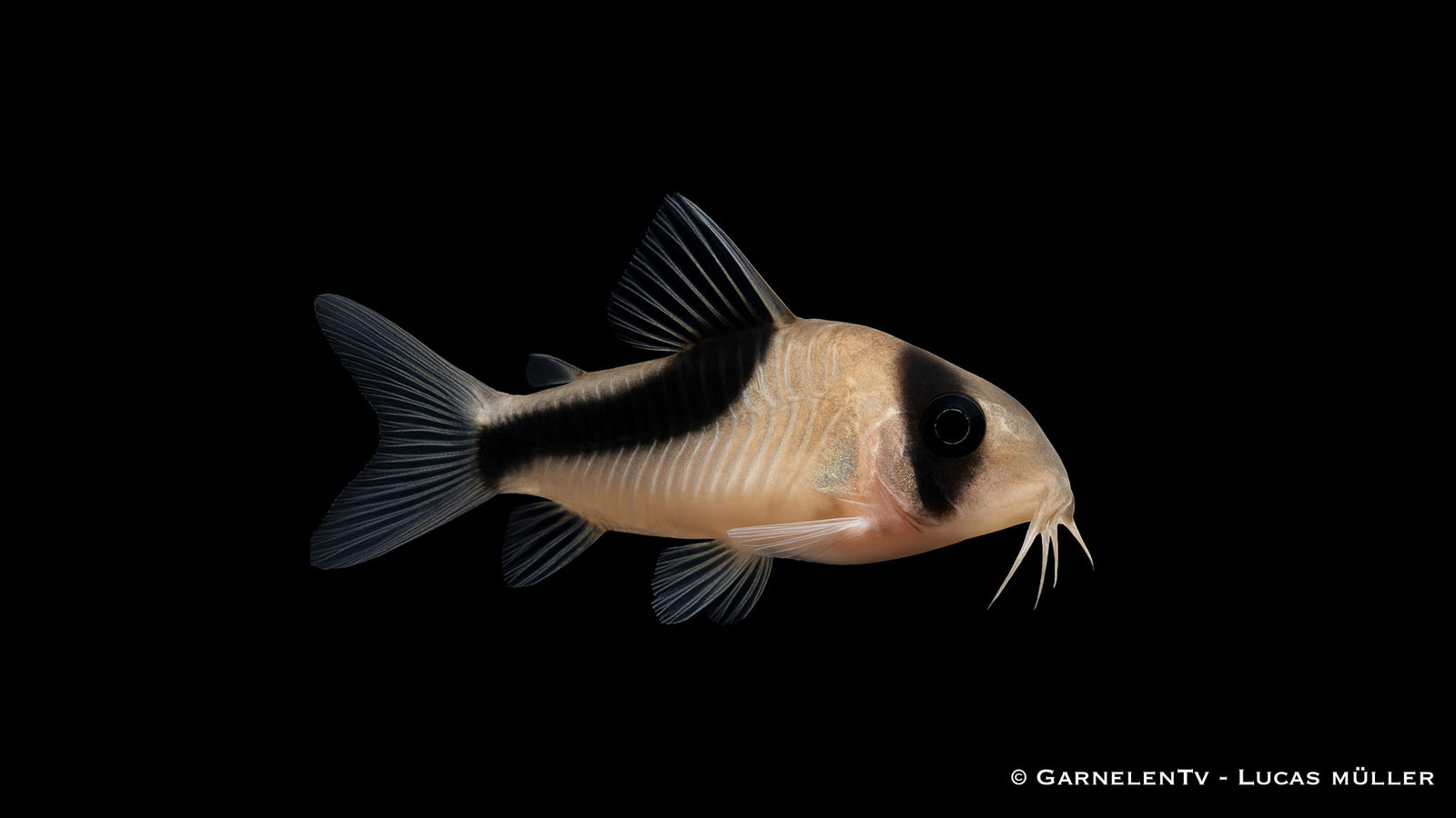 Kopfbindenpanzerwels - Hoplisoma melini