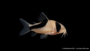 Kopfbindenpanzerwels - Hoplisoma melini