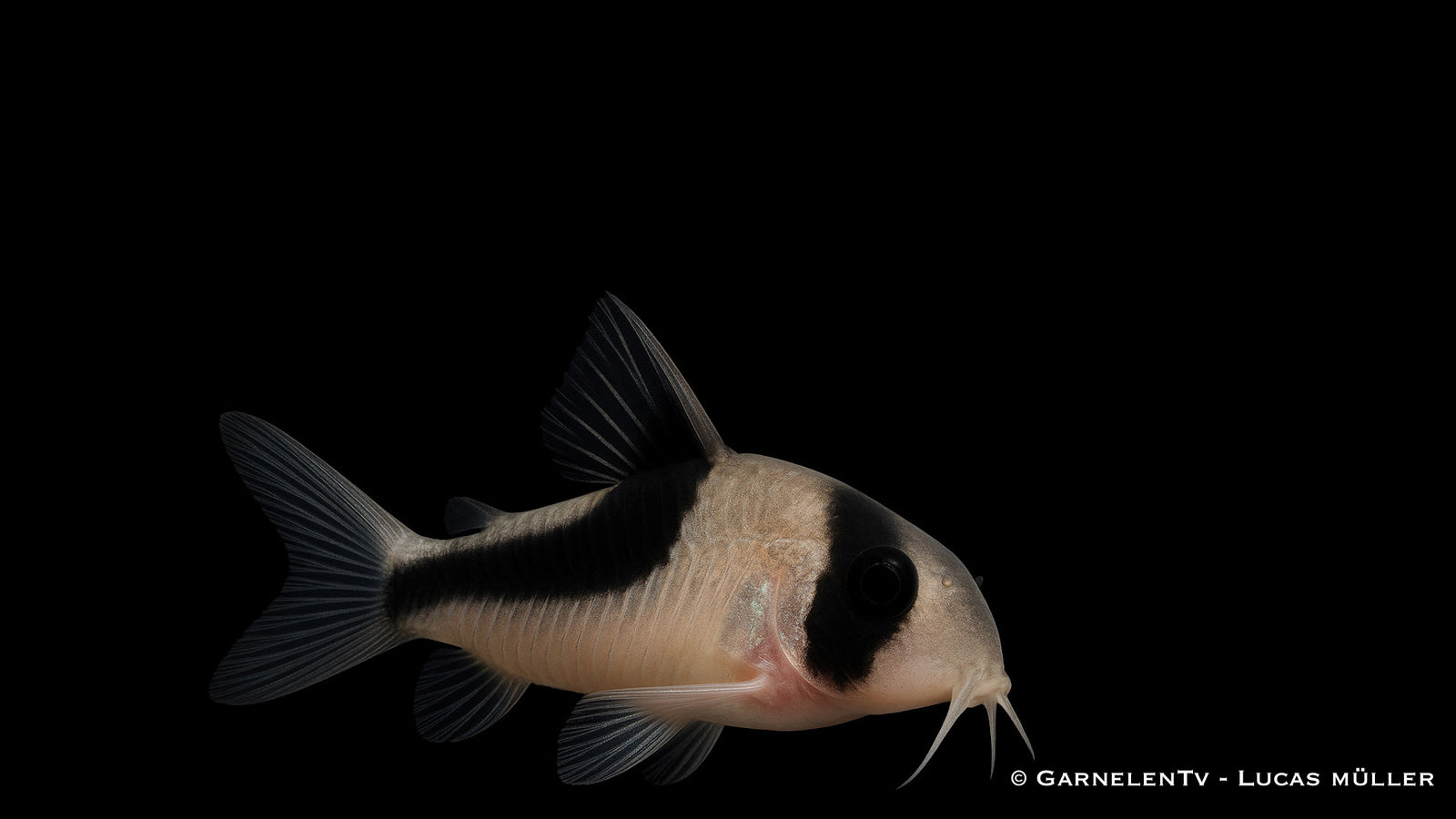 Kopfbindenpanzerwels - Hoplisoma melini