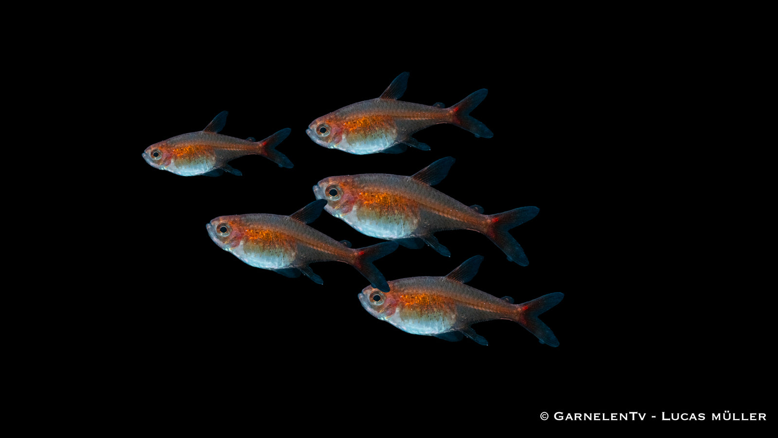 Kupfersalmler_Hasemania_nana_im_Aquarium