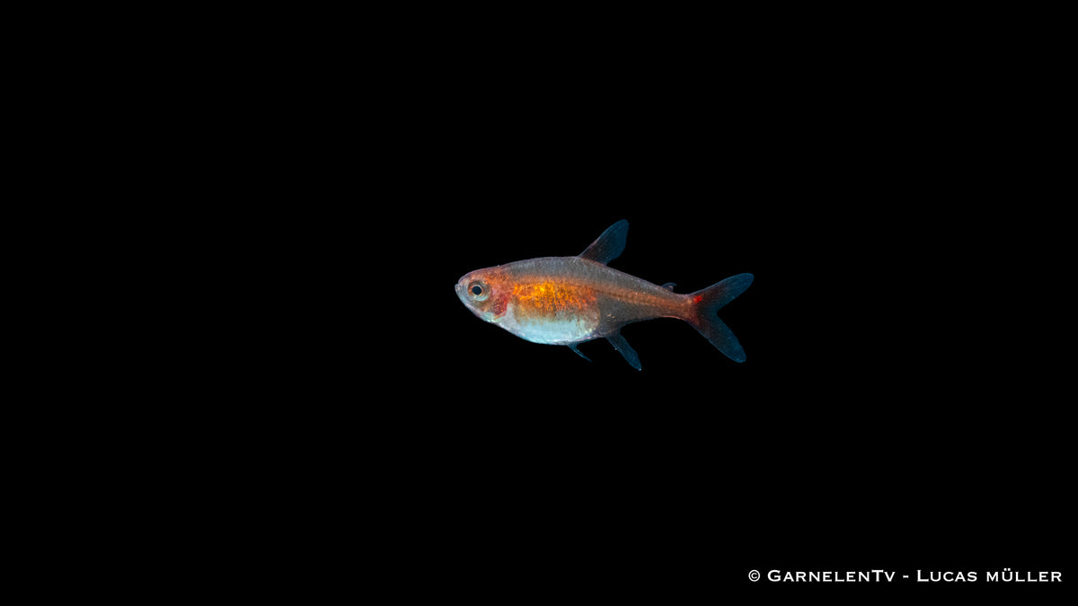 Kupfersalmler_Hasemania_nana_im_Aquarium