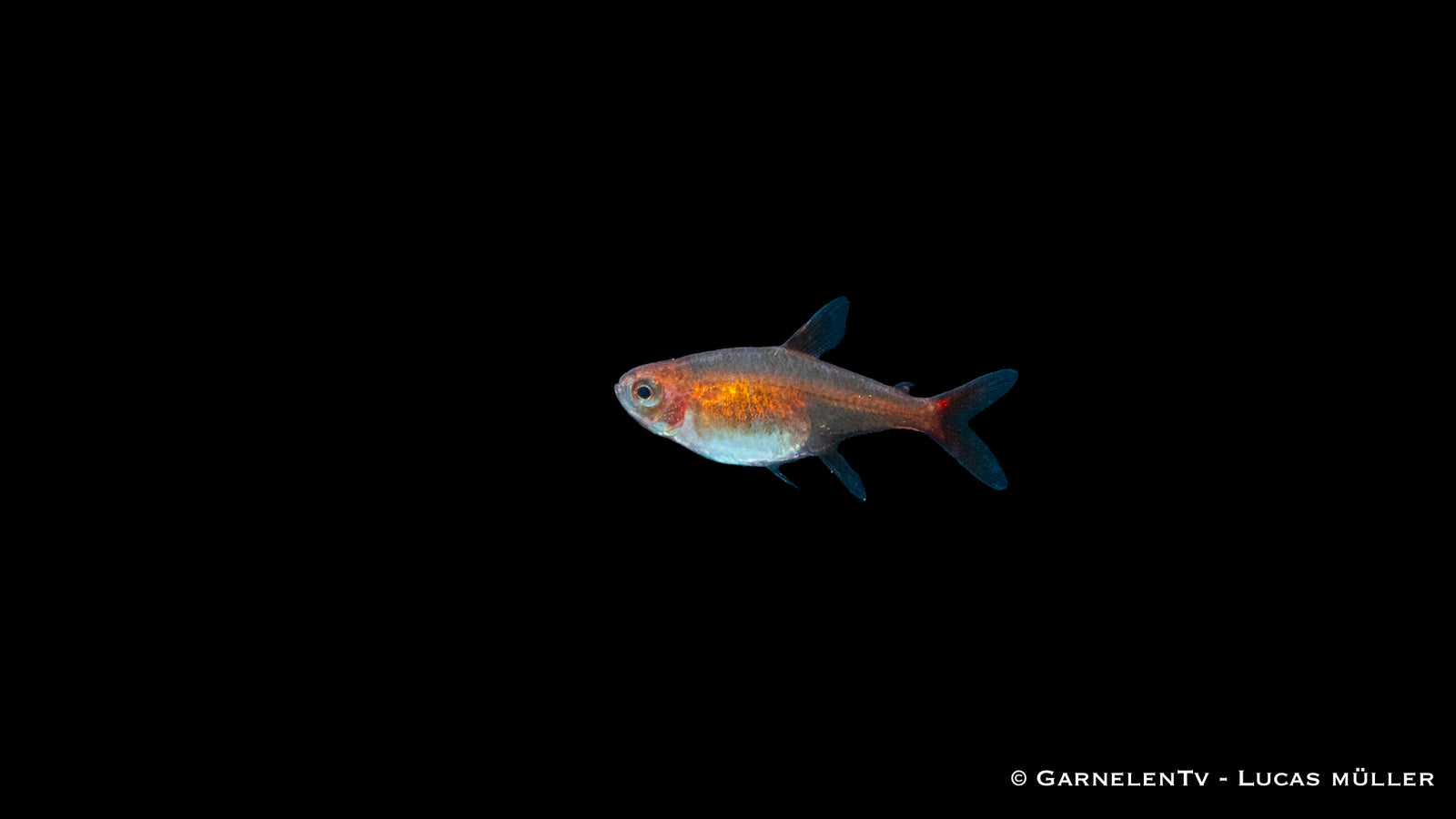 Kupfersalmler_Hasemania_nana_im_Aquarium