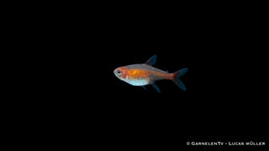Kupfersalmler_Hasemania_nana_im_Aquarium