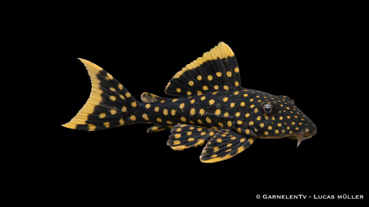 L18 - Golden Nugget - Baryancistrus xanthellus
