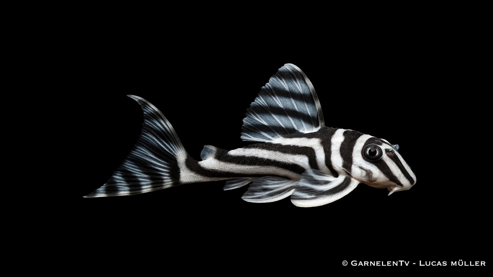 L46 Zebra Harnischwels - Hypancistrus zebra