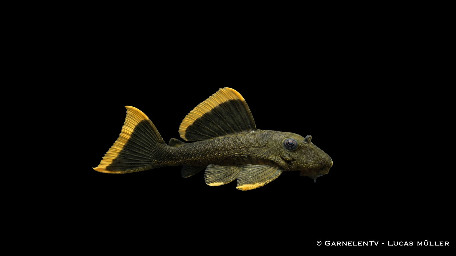 L 047 Magnum Pleco - Baryancistrus chrysolomus bei GarnelenTv