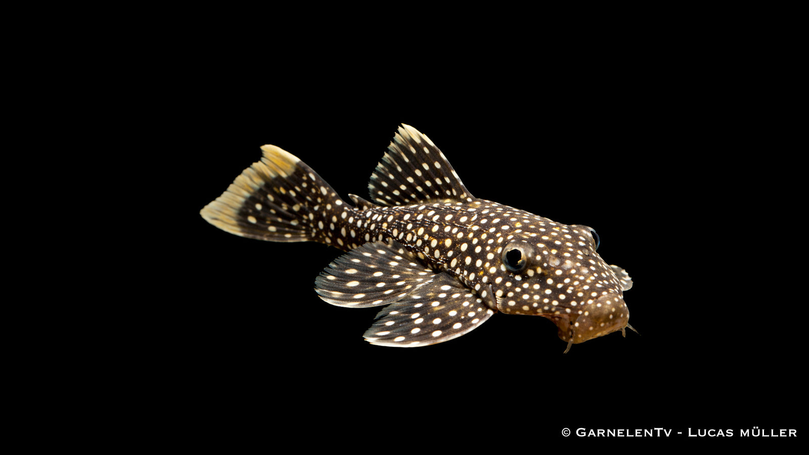 L 081 Orangesaumwels - Baryancistrus spec.