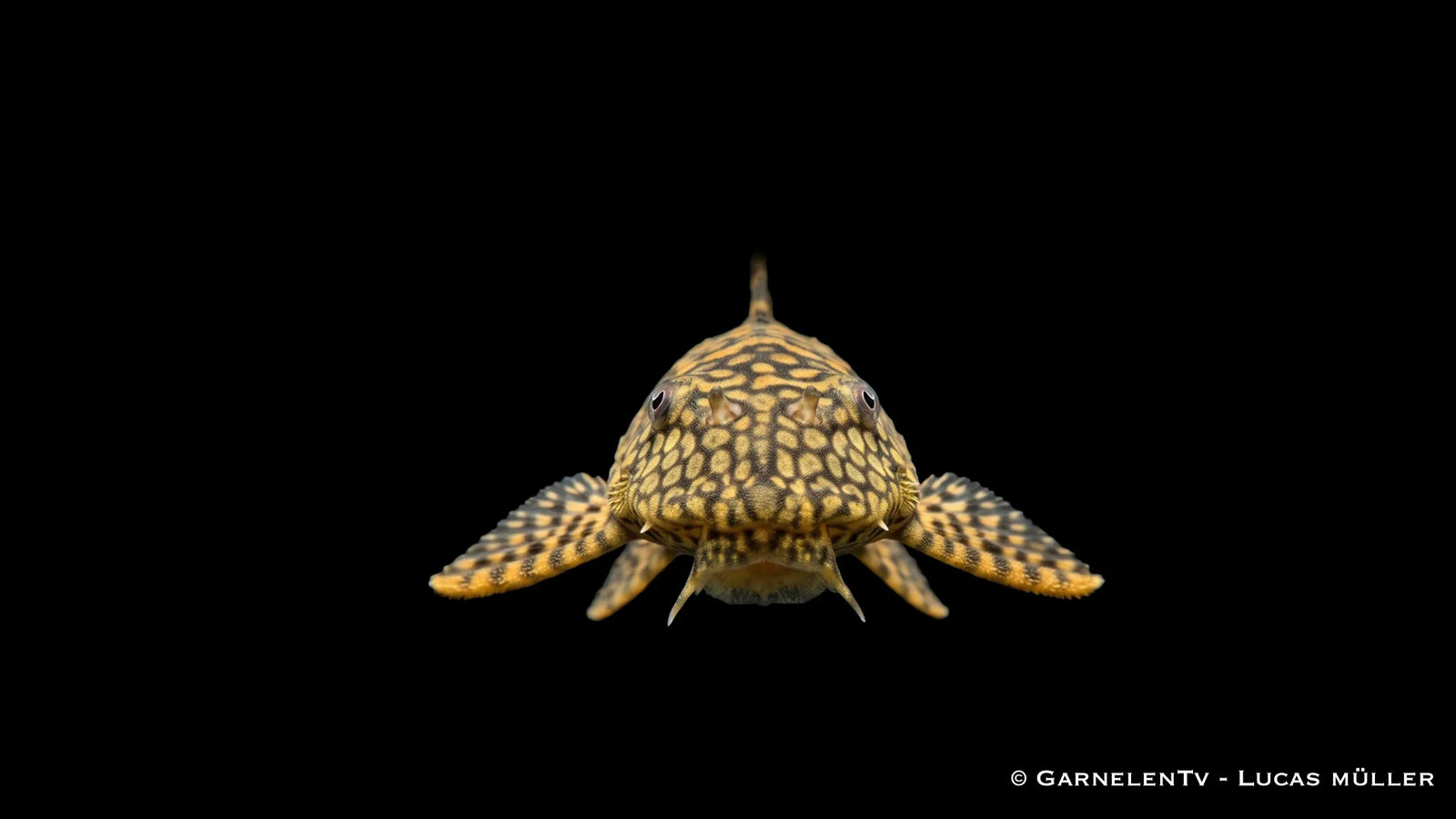 L 089 Honeycomb Ancistrus spec. mit wabenartiger Zeichnung, dunkler Grundfarbe und typischer Saugwels Form im Süßwasseraquarium