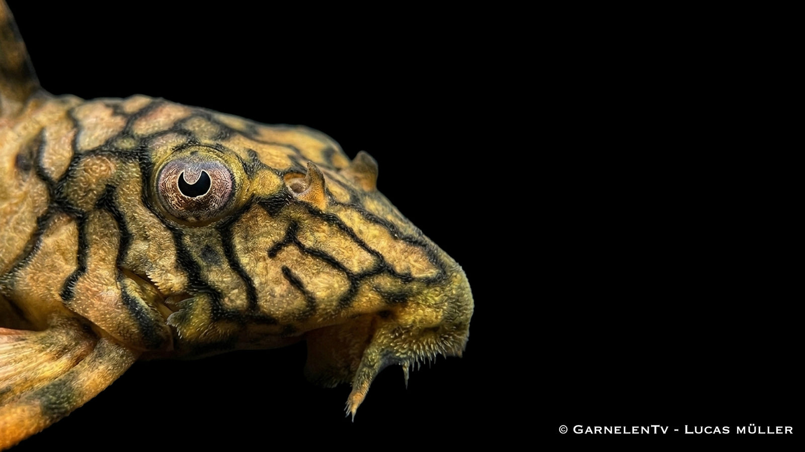 L135 Wurmlinien Zwerg Peckoltia Peckoltia sp. in einem bepflanzten Aquarium