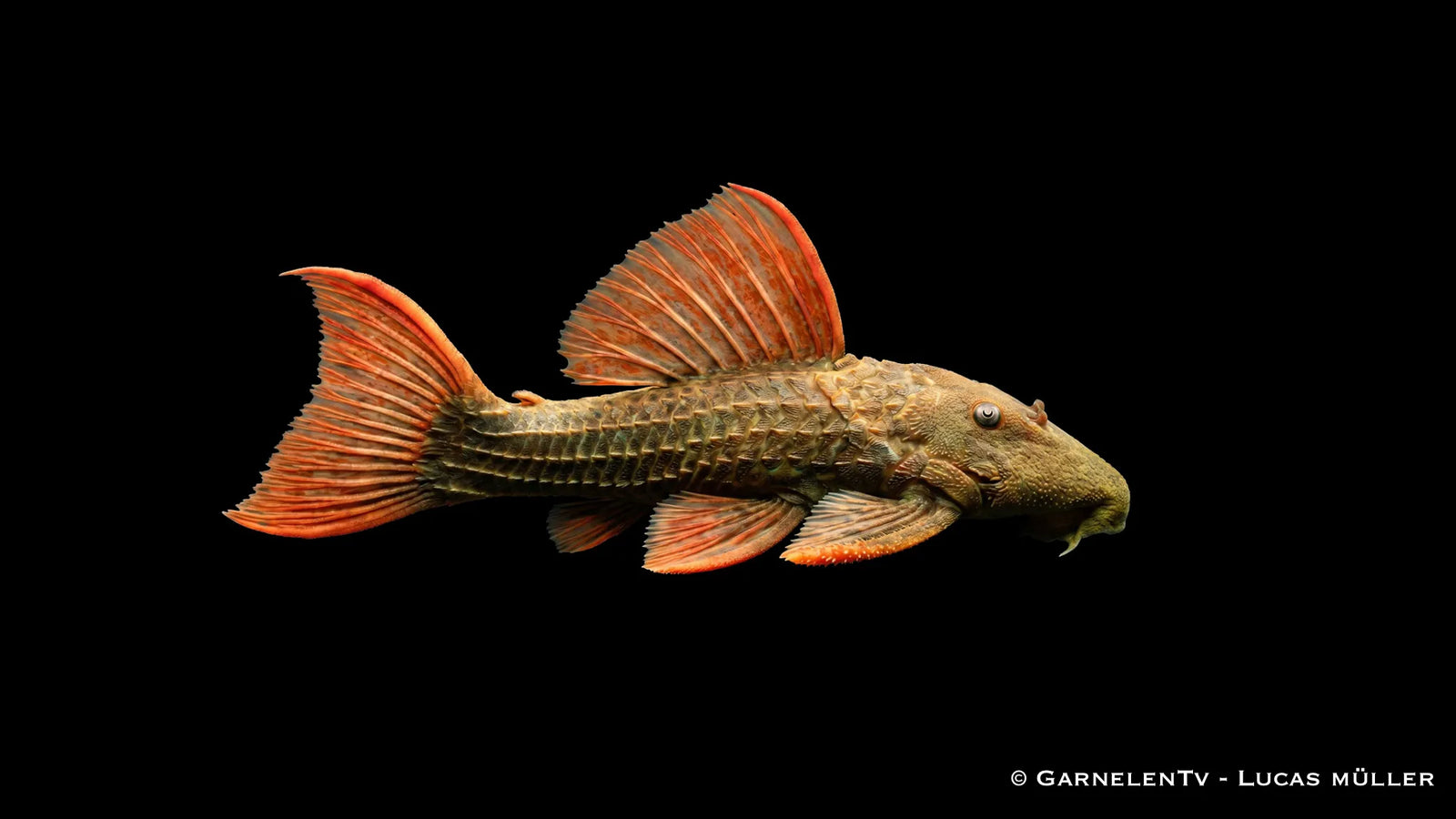 L 24 Rotflossen Kaktuswels Pseudacanthicus pitanga mit dunklem Körper, roten Flossen und kräftiger Stachelwels Optik im Süßwasseraquarium