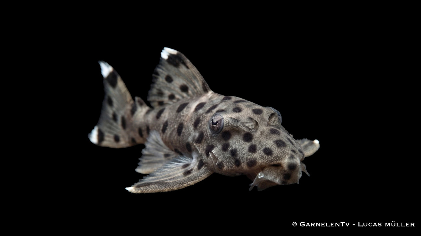 L 264 - Leporacanthicus joselimai Harnischwels