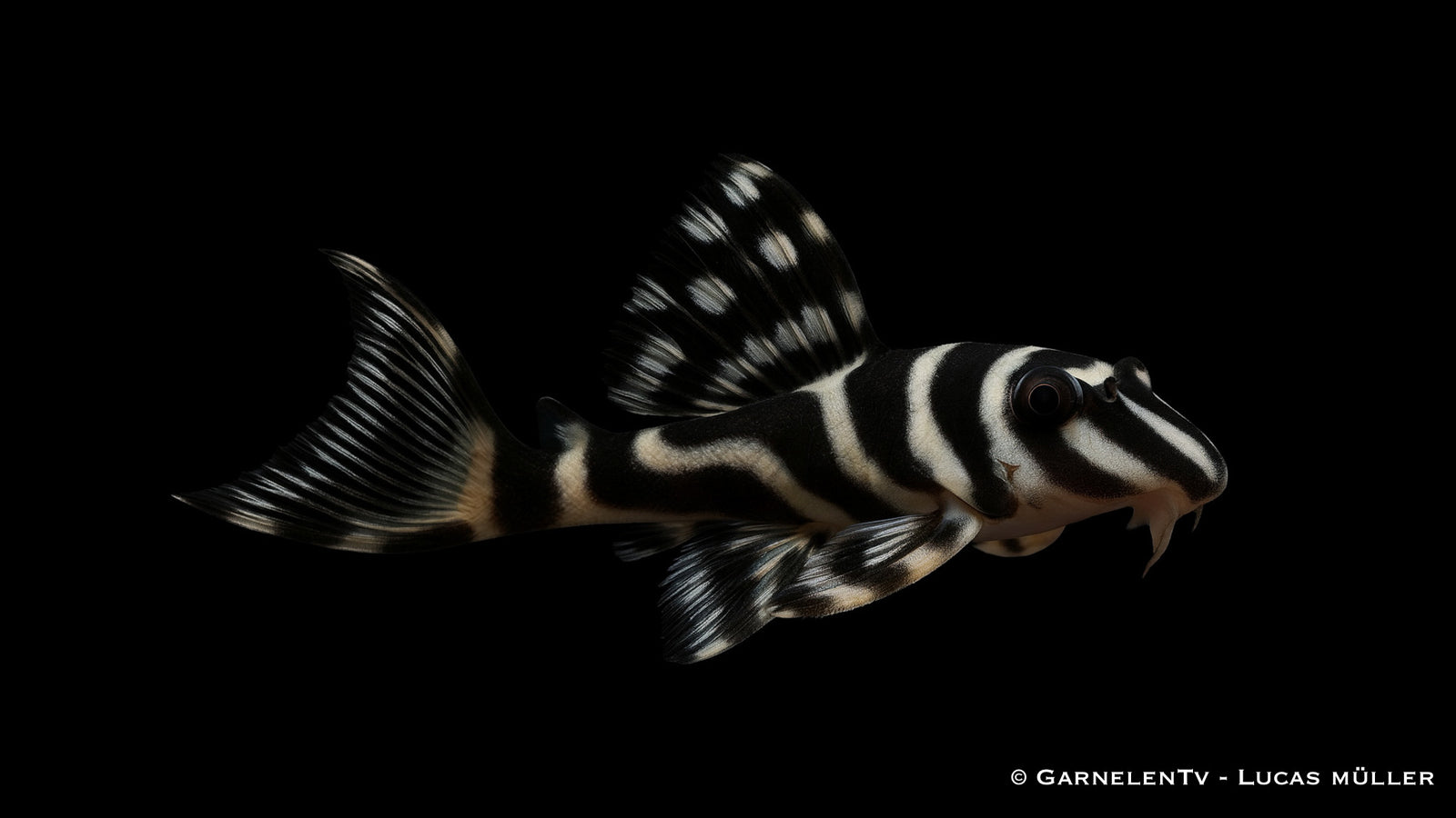 L270 - Schokoladen-Zebrawels - Hypancistrus sp