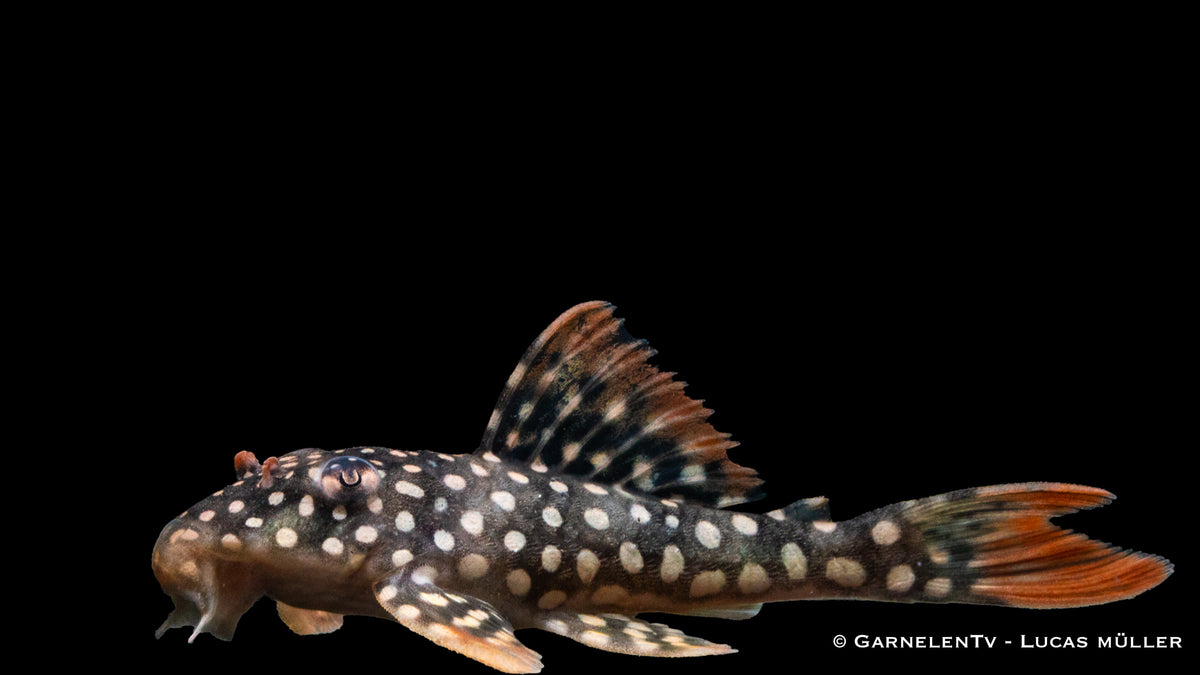 L14 Sonnenwels - Scobinancistrus aureatus (5-6 cm)