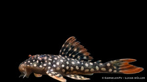 L14 Sonnenwels - Scobinancistrus aureatus (5-6 cm)