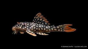L14 Sonnenwels - Scobinancistrus aureatus (5-6 cm)