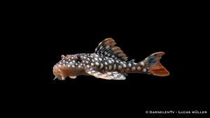 L14 Sonnenwels - Scobinancistrus aureatus (5-6 cm)