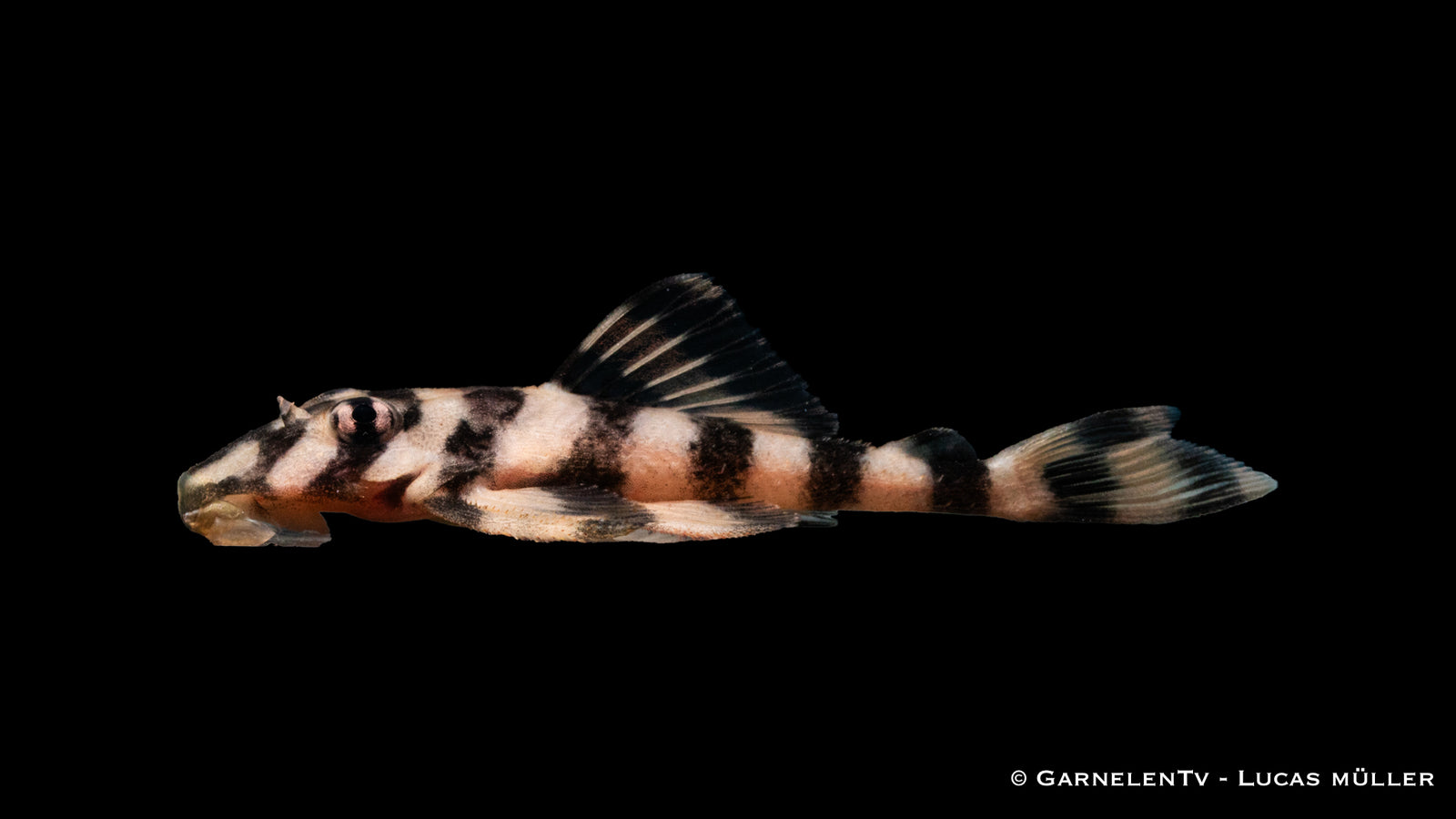 L168 Butterfly Pleco - Zonancistrus brachyurus DNZ (5 cm)