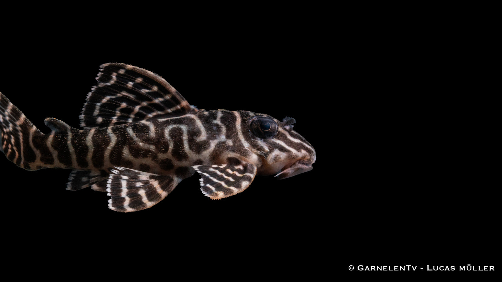 L66 King Tiger Pleco - Hypancistrus spec. DNZ (4-6 cm)