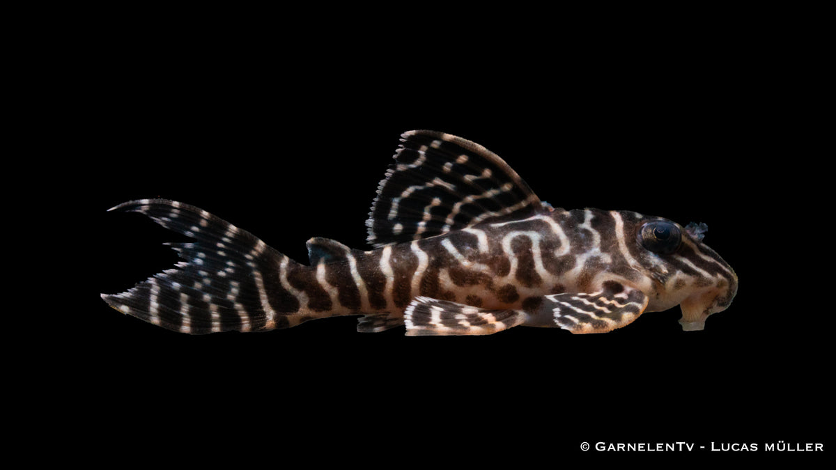 L66 King Tiger Pleco - Hypancistrus spec. DNZ (4-6 cm)