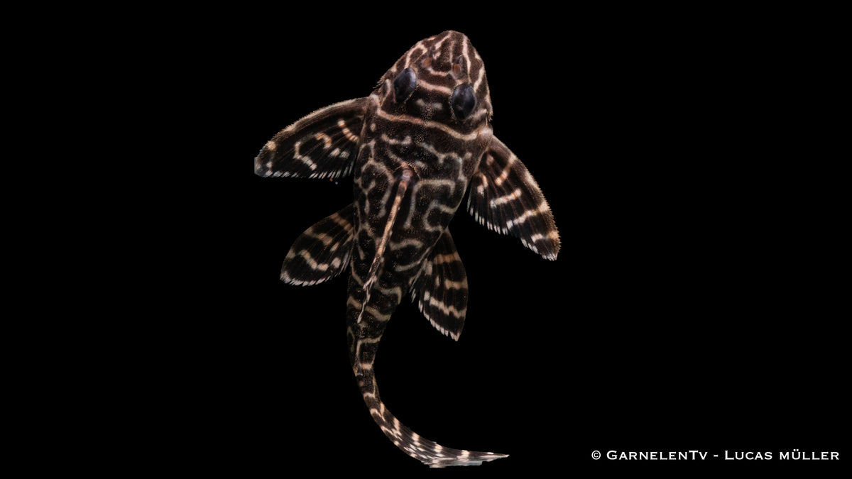 L66 King Tiger Pleco - Hypancistrus spec. DNZ (4-6 cm)