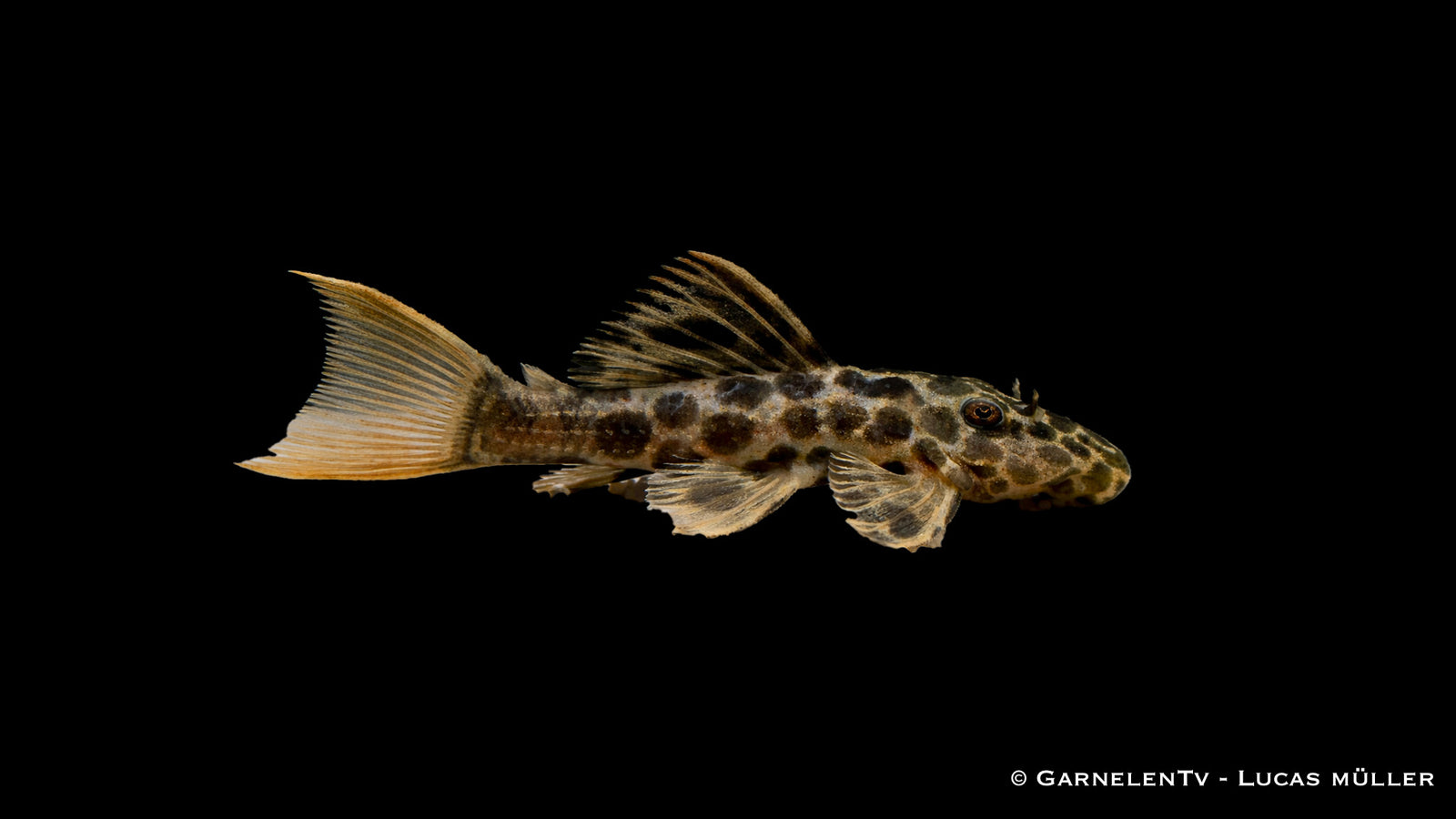 L114 - Leopard Kaktuswels - Pseudacanthicus cf. leopardus im Aquarium