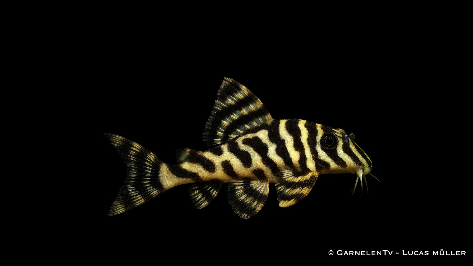 L134 Goldtigerharnischwels (Peckoltia compta) im Aquarium