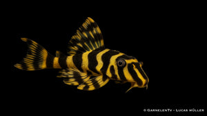 L134 Goldtigerharnischwels (Peckoltia compta) im Aquarium
