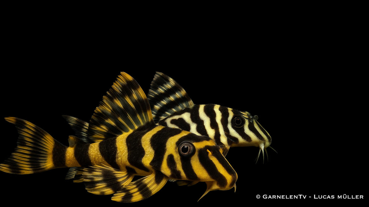 L134 Goldtigerharnischwels (Peckoltia compta) im Aquarium