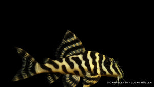 L134 Goldtigerharnischwels (Peckoltia compta) im Aquarium