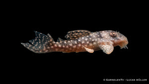 L136 Demini-Engelsharnischwels - Hypancistrus sp. DNZ (4-6 cm)
