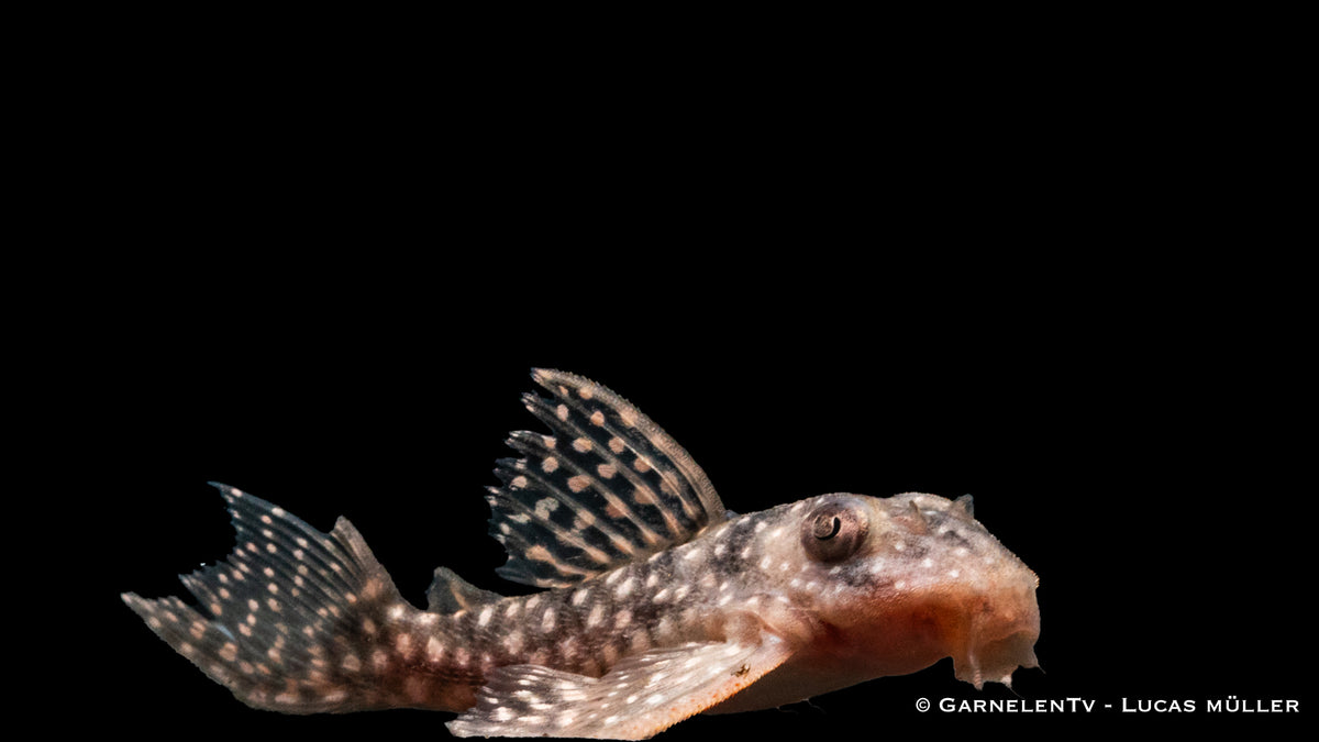 L136 Demini-Engelsharnischwels - Hypancistrus sp. DNZ (4-6 cm)