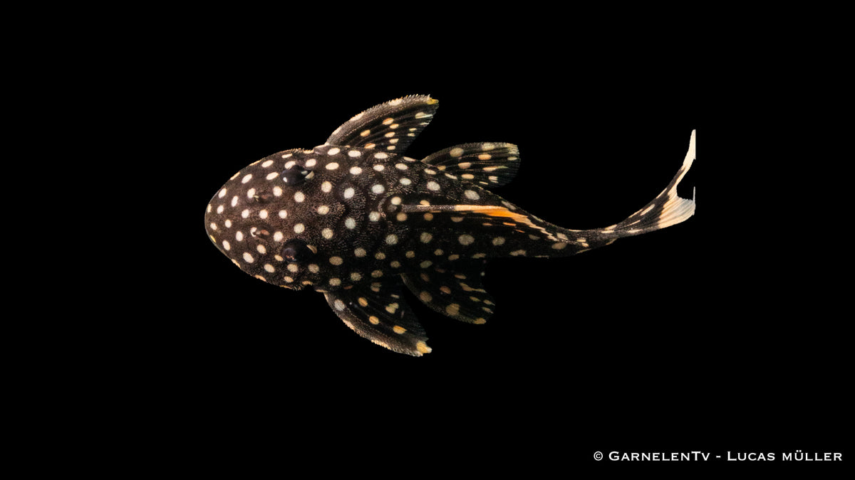 L177 Gelbsaum-Wels - Baryancistrus xanthellus (6-8 cm)