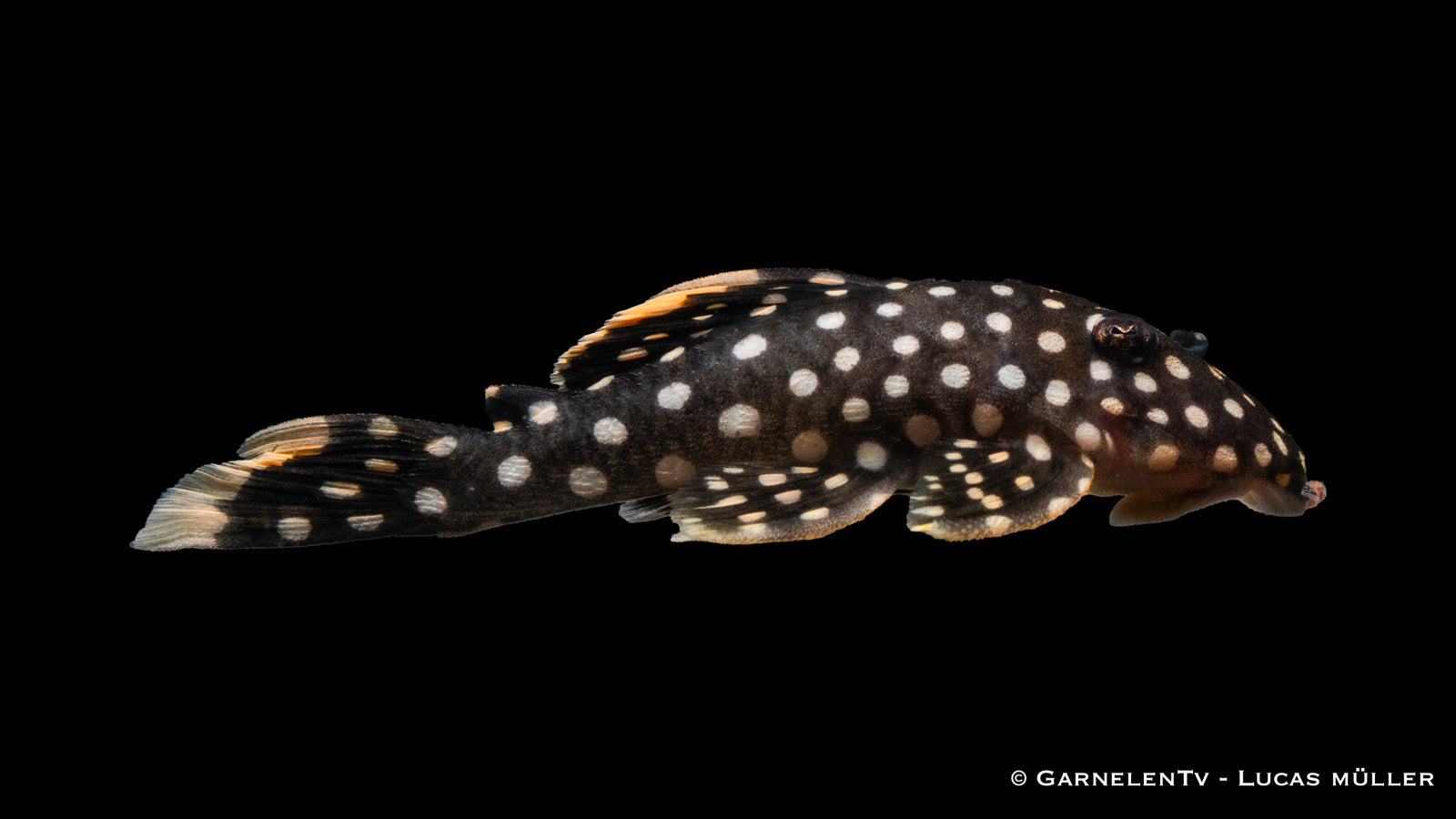 L177 Gelbsaum-Wels - Baryancistrus xanthellus (6-8 cm)