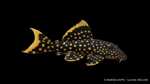 L18 - Golden Nugget - Baryancistrus xanthellus