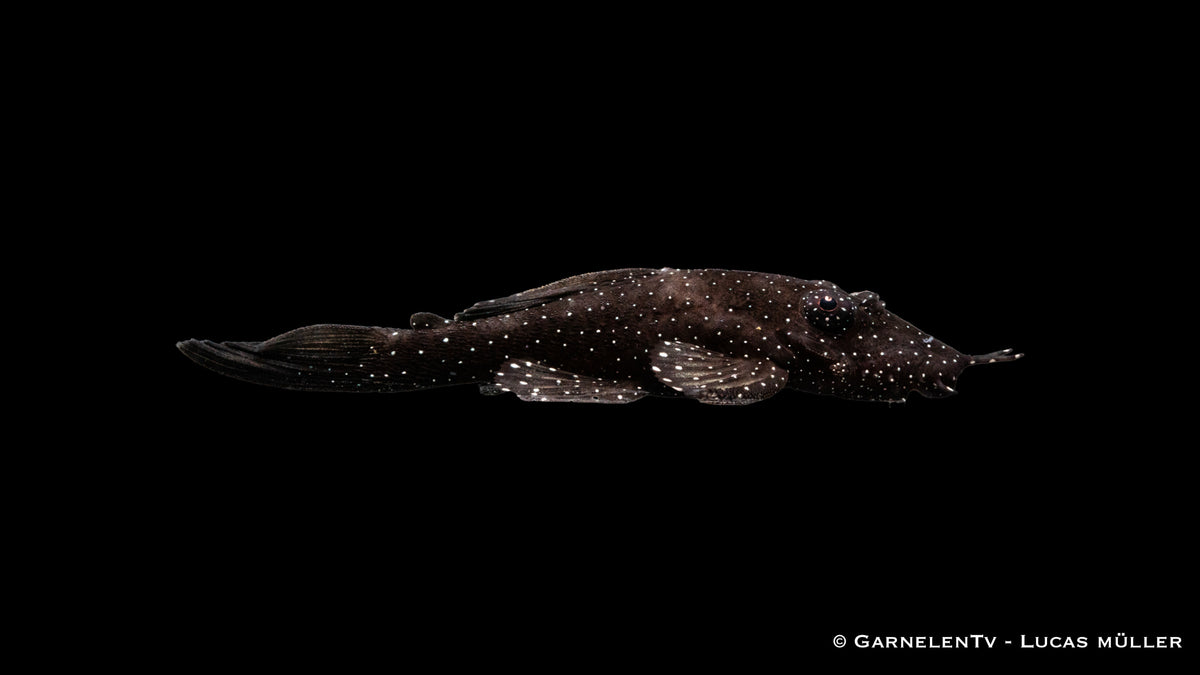 L181 Tuepfelantennenwels - Ancistrus sp. DNZ (4 cm)