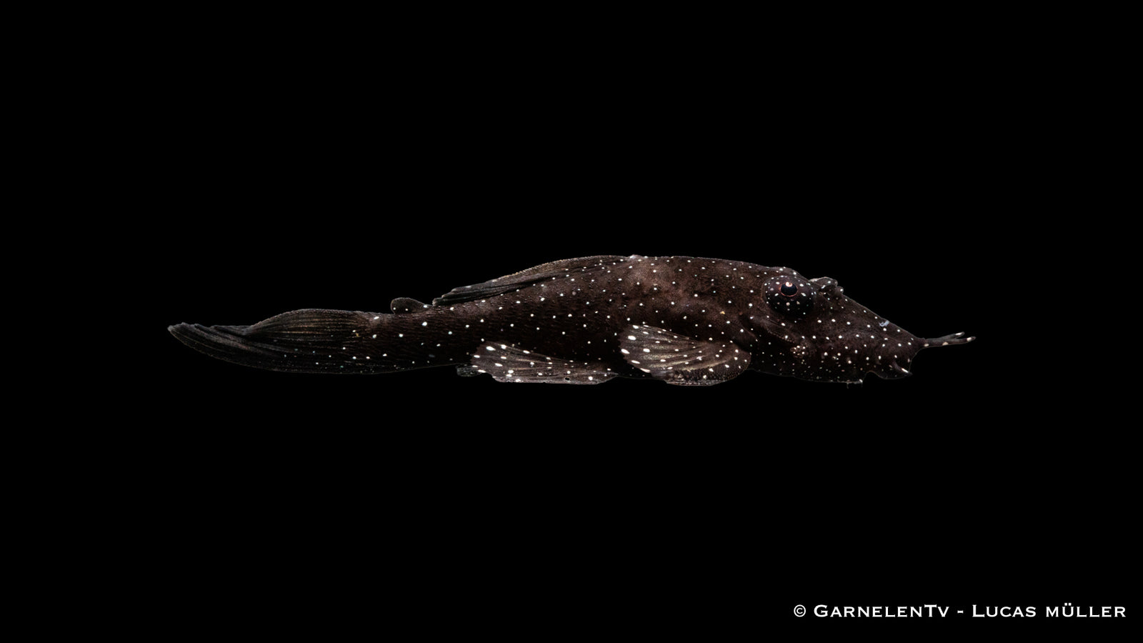 L181 Tuepfelantennenwels - Ancistrus sp. DNZ (4 cm)