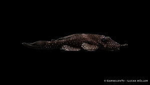 L181 Tuepfelantennenwels - Ancistrus sp. DNZ (4 cm)