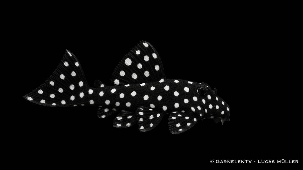 L240  Segelflossen Rüsselzahnwels - Leporacanthicus sp.