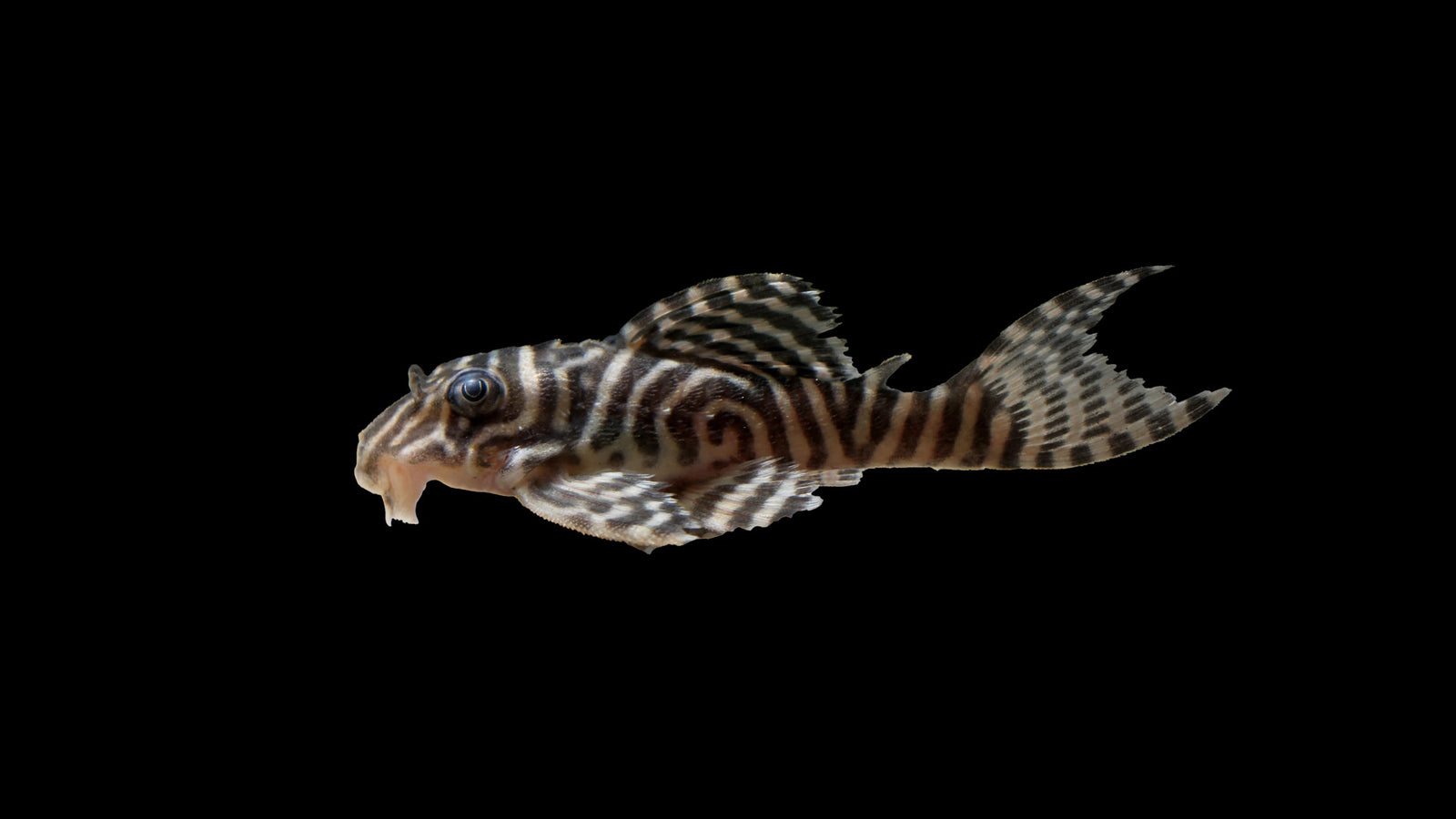 L333 Koenigstiger Harnischwels Spezial - Hypancistrus sp. DNZ (5 cm)