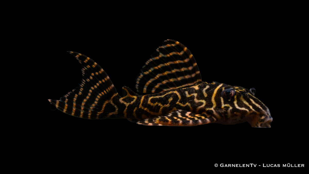 L333 Koenigstiger Harnischwels yellow line - Hypancistrus sp DNZ (8 cm)