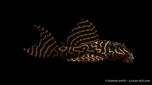 L333 Koenigstiger Harnischwels yellow line - Hypancistrus sp DNZ (8 cm)
