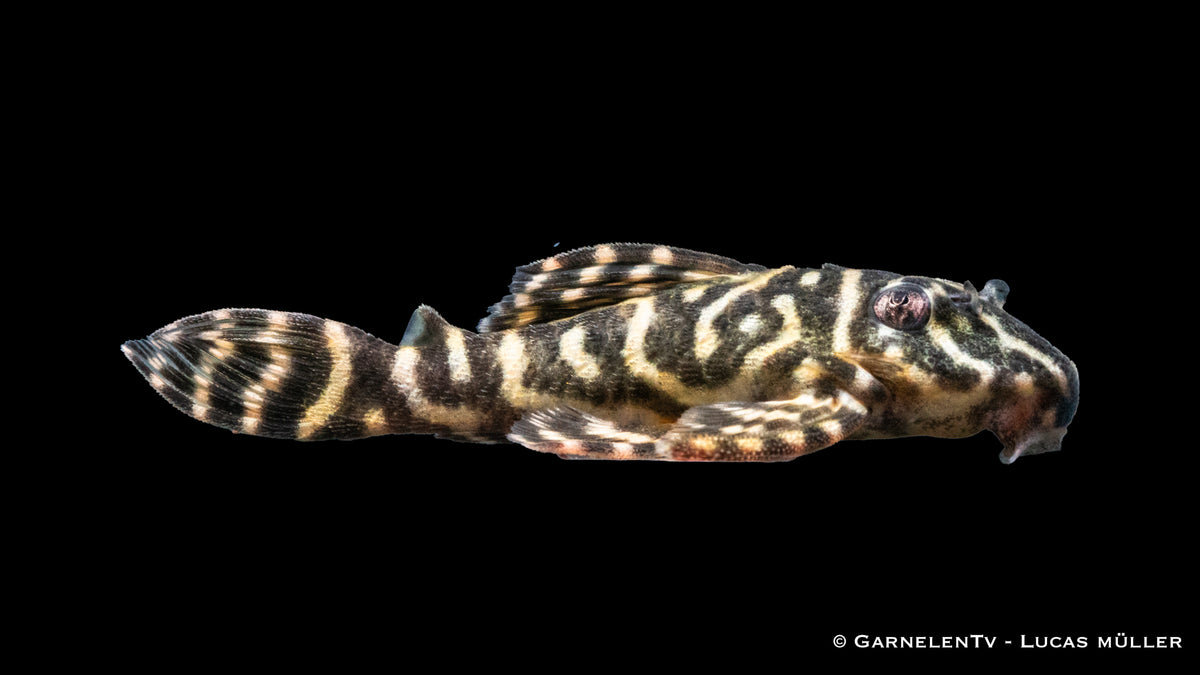 L340 Mega Clown - Hypancistrus spec (6-8 cm)