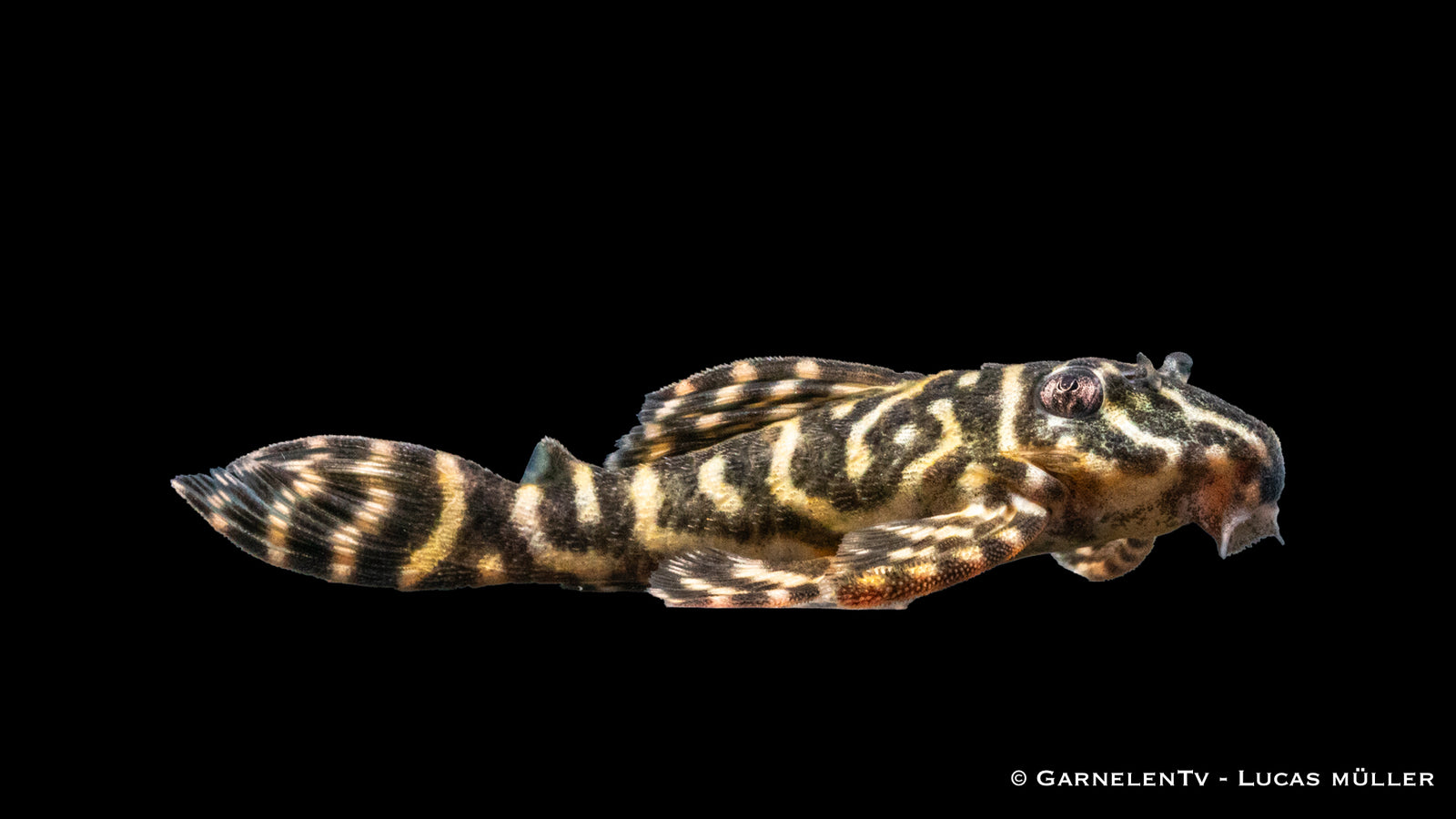 L340 Mega Clown - Hypancistrus spec (6-8 cm)