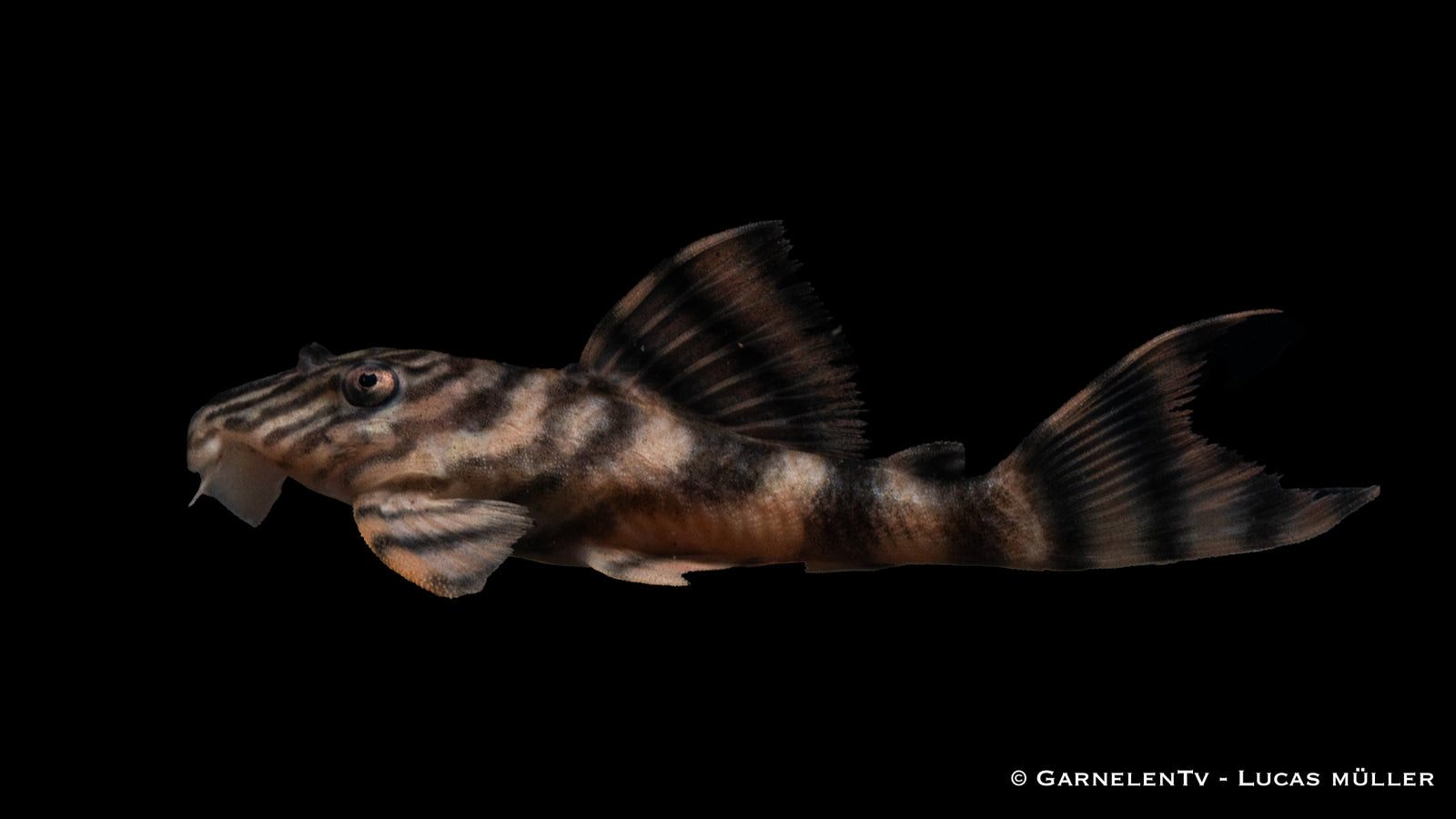 L397 Harnischwels Tiger - Panaqolus sp. DNZ (7 cm)