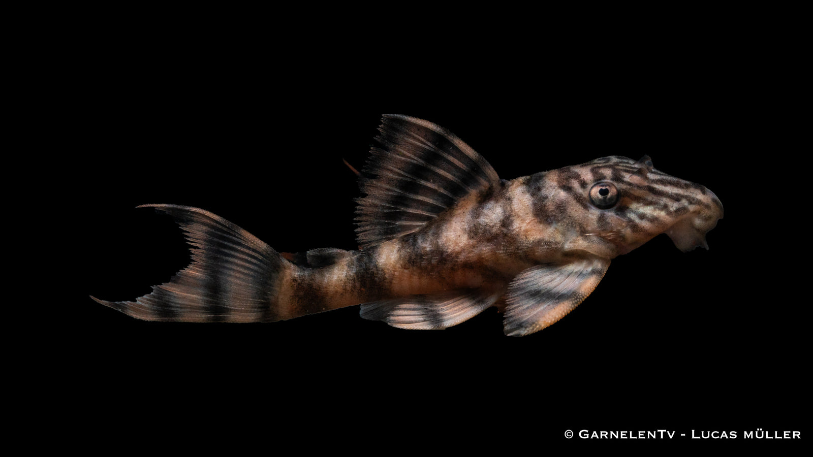 L397 Harnischwels Tiger - Panaqolus sp. DNZ (7 cm)