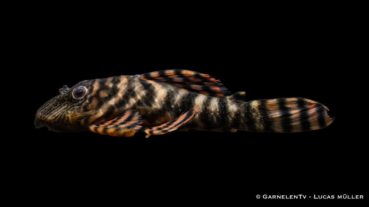 L398 Altamira Holzfresser - Panaqolus tankei DNZ (10 cm)