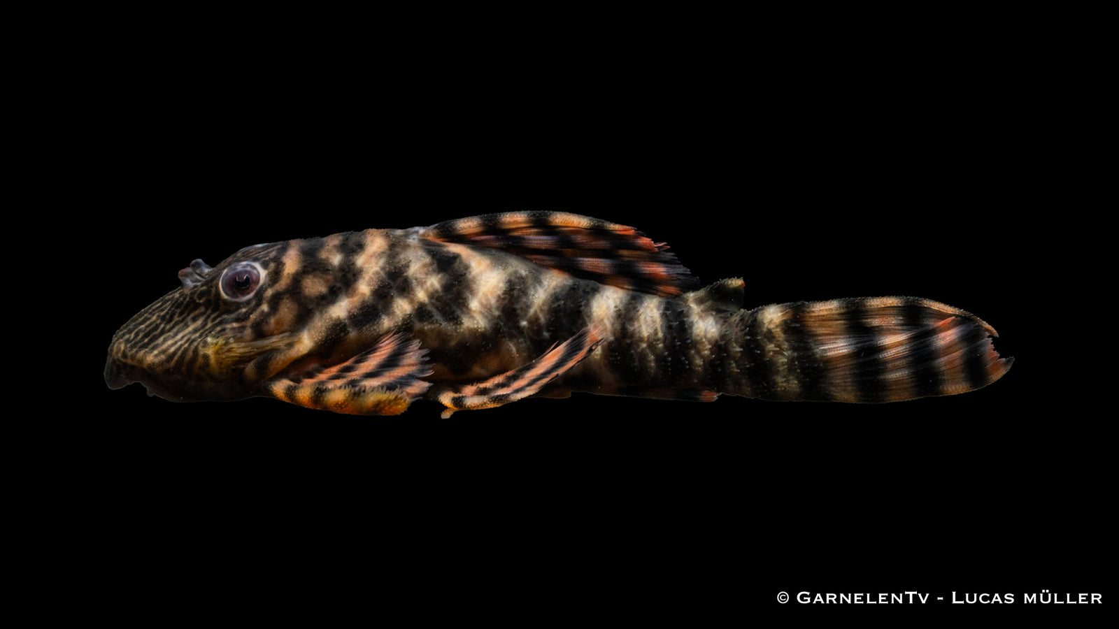 L398 Altamira Holzfresser - Panaqolus tankei DNZ (10 cm)