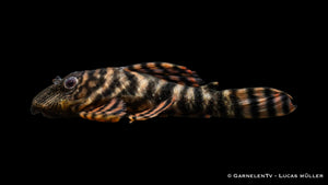 L398 Altamira Holzfresser - Panaqolus tankei DNZ (10 cm)