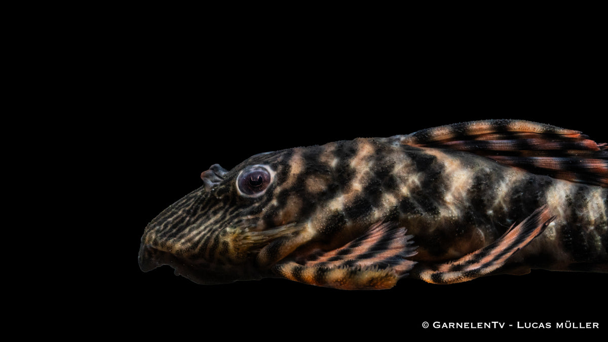 L398 Altamira Holzfresser - Panaqolus tankei DNZ (10 cm)