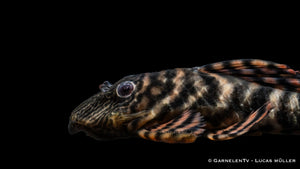 L398 Altamira Holzfresser - Panaqolus tankei DNZ (10 cm)